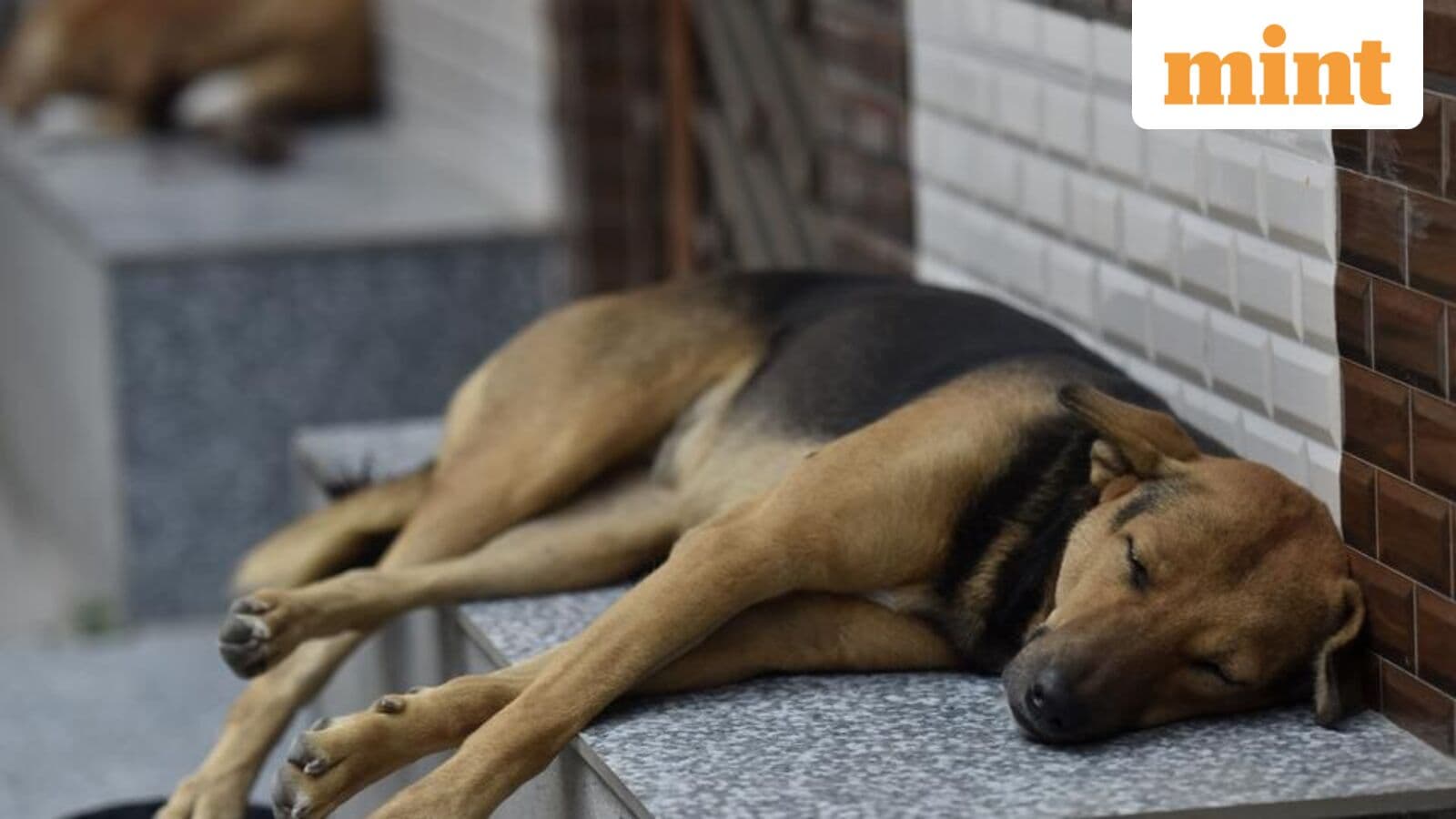 Stray dogs case in Supreme Court | ‘Dog can always smell a human who is afraid of dogs,' observes SC— key updates