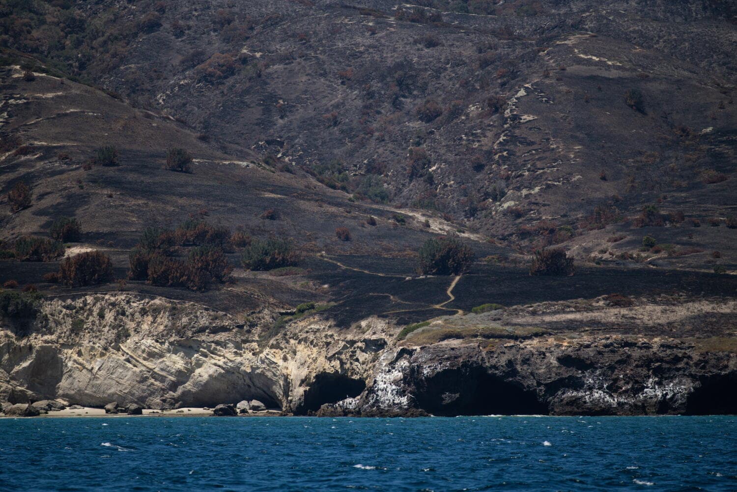 Rare Torrey pines faring worse than expected after Santa Rosa Island fire: 'Heartbreaking'